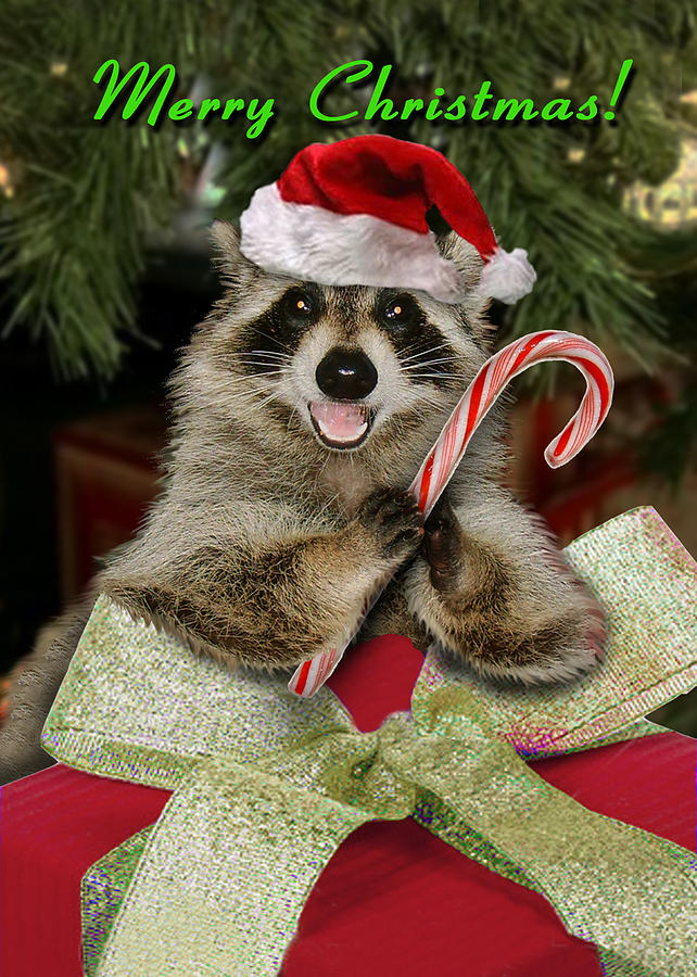 Christmas Raccoon Funny