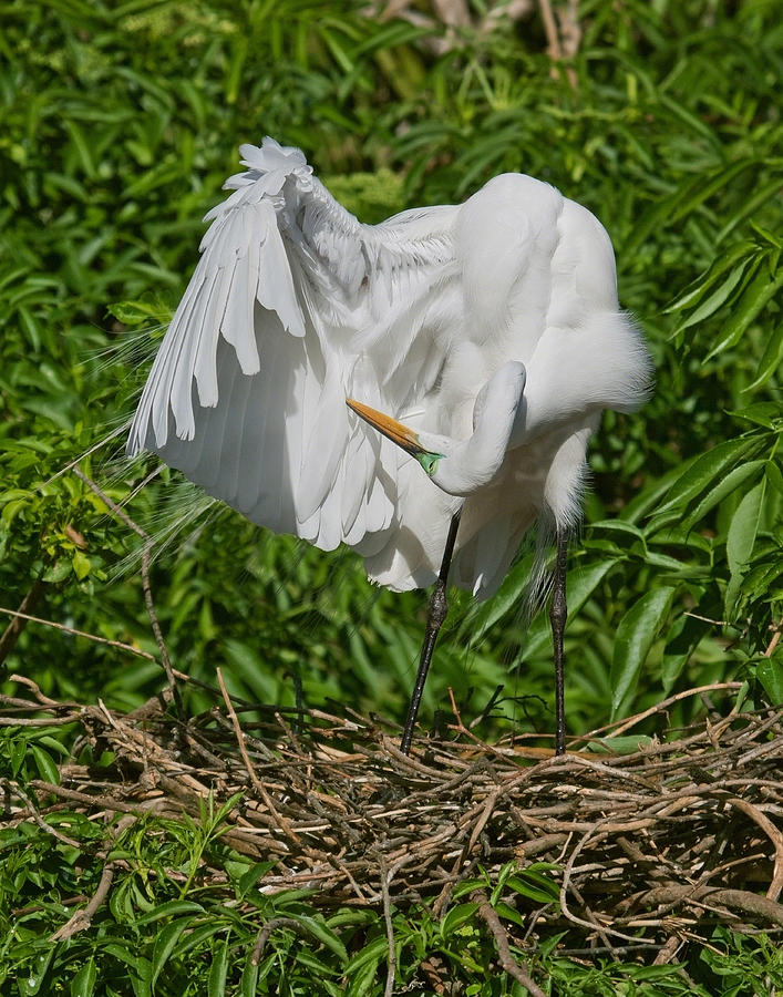  - cleaning-my-feathers-dawn-currie
