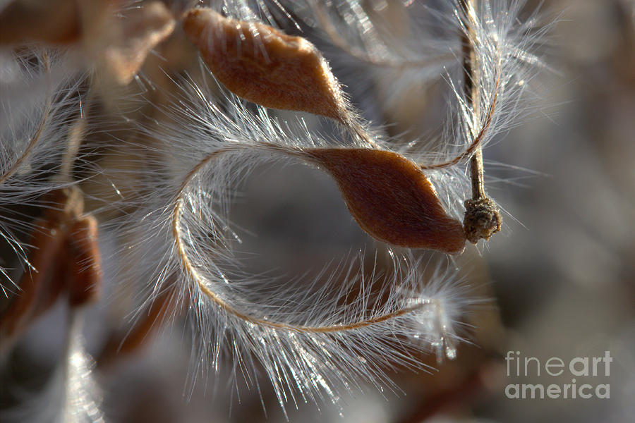 Clematis Seed Macro Photograph by Kenny Glotfelty