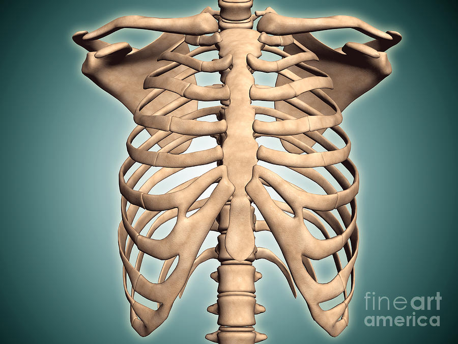 Close Up View Of Human Rib Cage By Stocktrek Images