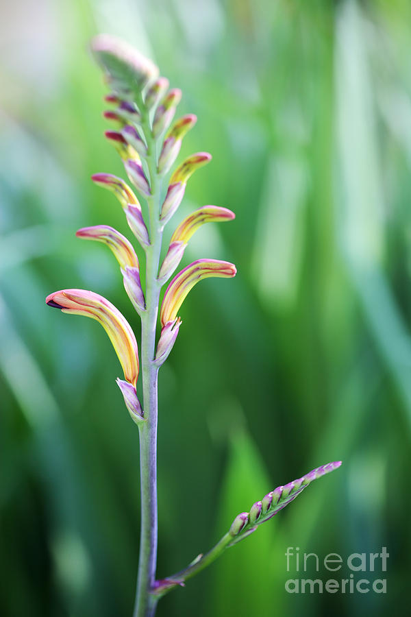 Cobra Lily Photograph By Neil Overy Pixels