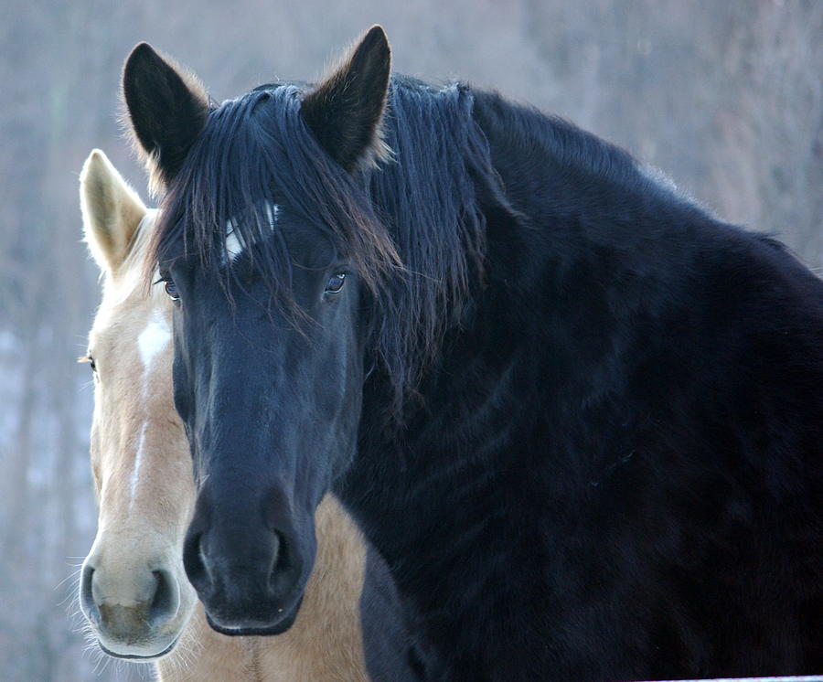 Cold Horses Photograph by Lindy Whiton