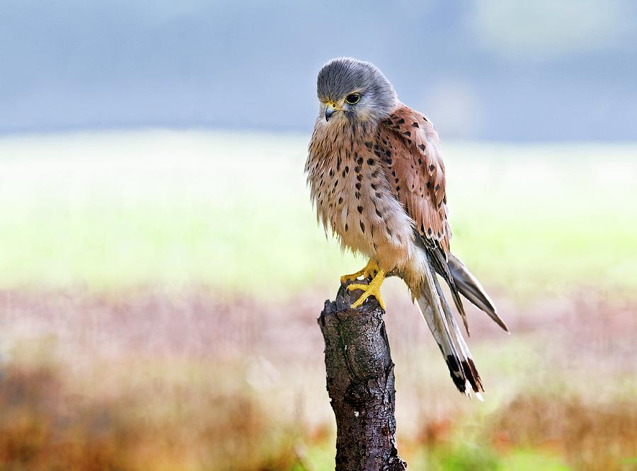 Common Kestrel Perched On A Branch Photograph By Linda Wright Science