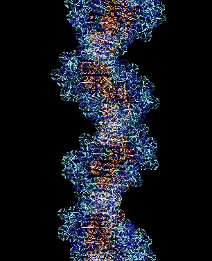 Computer Artwork Of A Segment Of Beta Dna Photograph By Alfred Pasieka