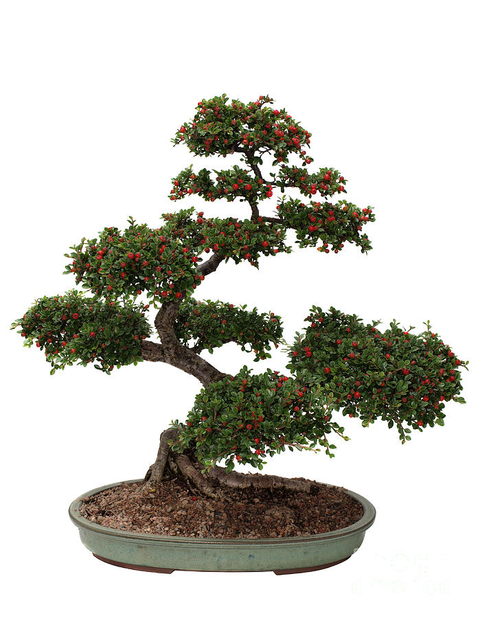 bonsai cotoneaster mini folia