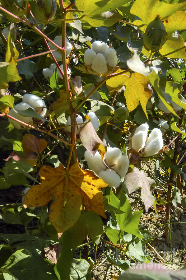 Cotton ball plant information