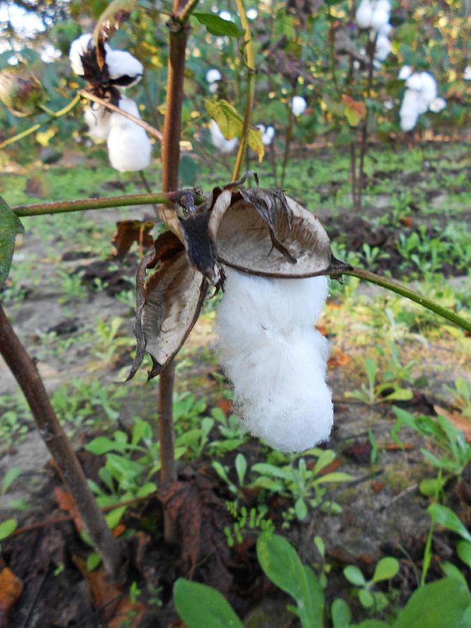 - cotton-booty-soft-white-cotton-series-10-25-2012-dianna-jackson