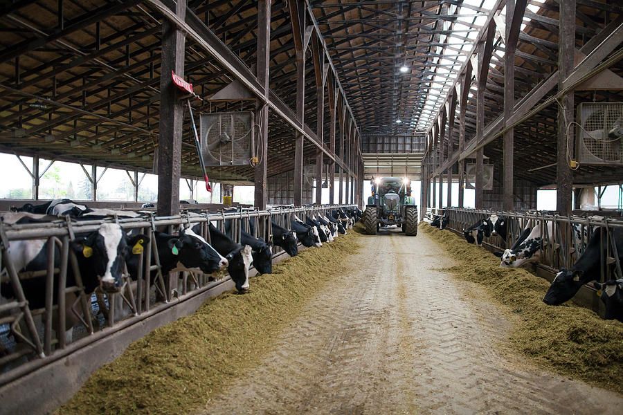 Cows Feeding At Dairy Farm Chilliwack Photograph By Christopher Kimmel Pixels