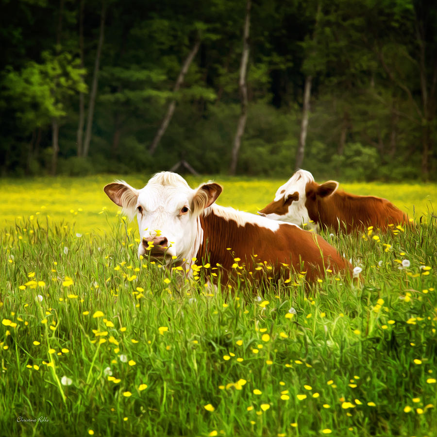 cows-in-meadow-christina-rollo.jpg
