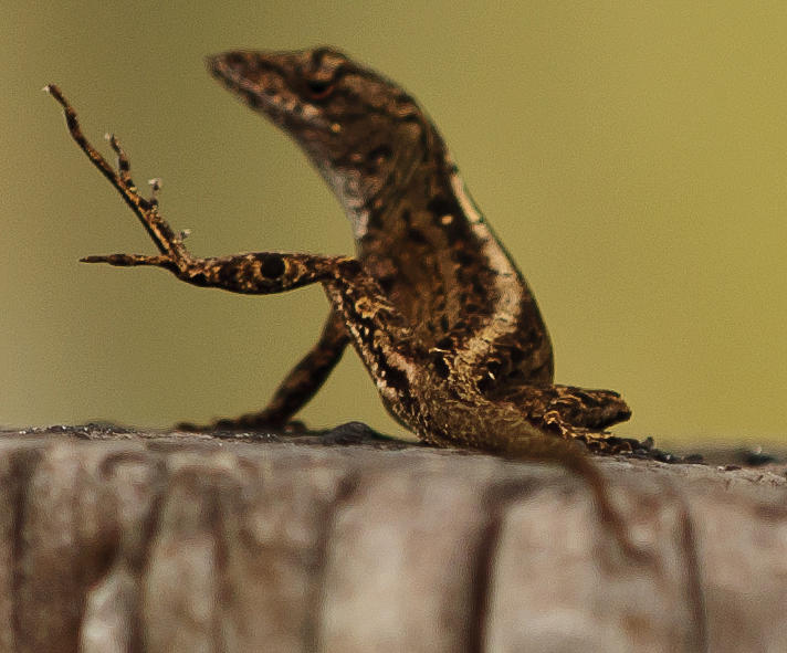 Crazy Lizard Photograph by Frank Gillis