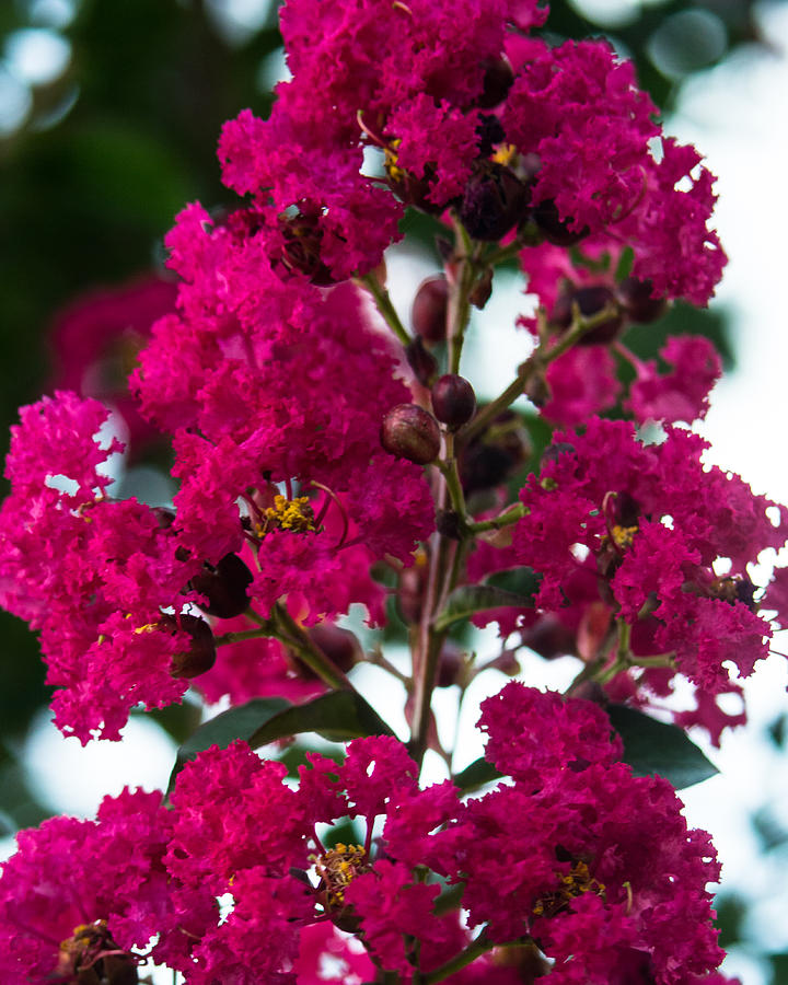 Crepe Myrtle Blossom In Summer Photograph By JG Thompson Pixels