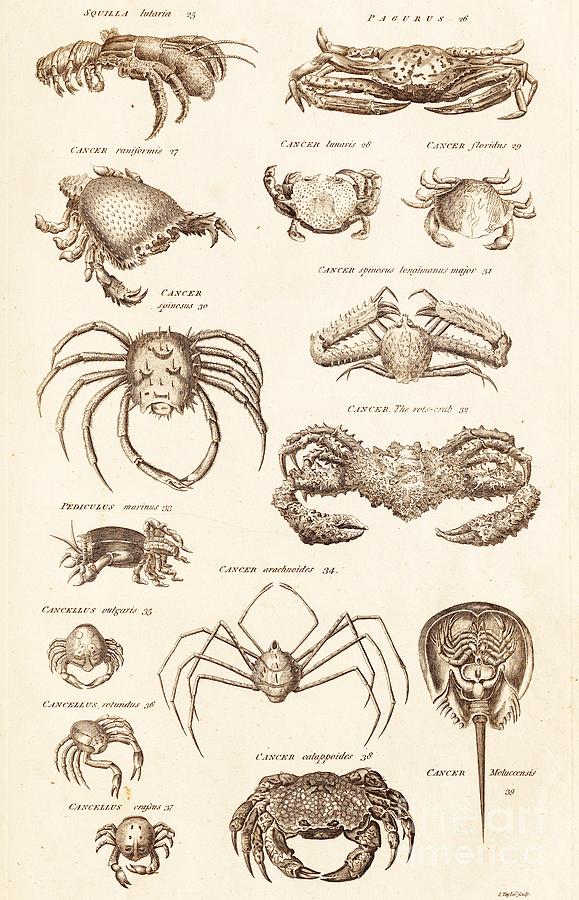 Crustacean Types Photograph by David Parker