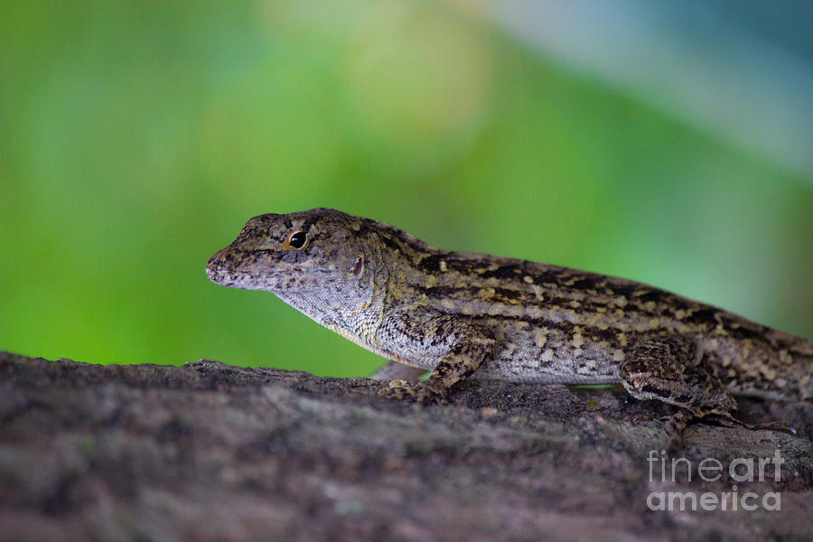 Cuban Anole Florida Scrub Lizard by Dana Conditt - Cuban Anole Florida