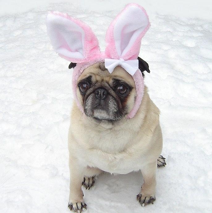  - cute-pug-easter-bunny-rabbit-tina-moreau