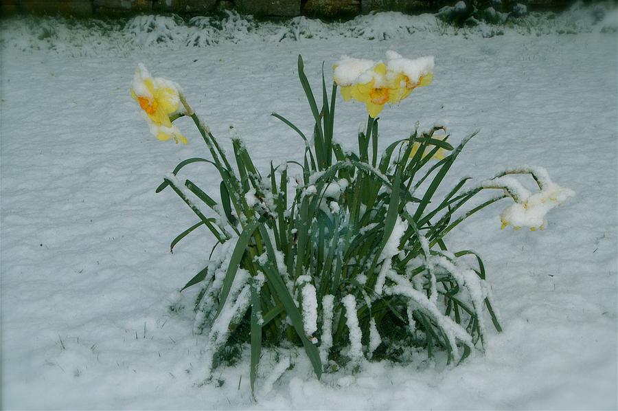Daffodils In The Snow Photograph by John Colley