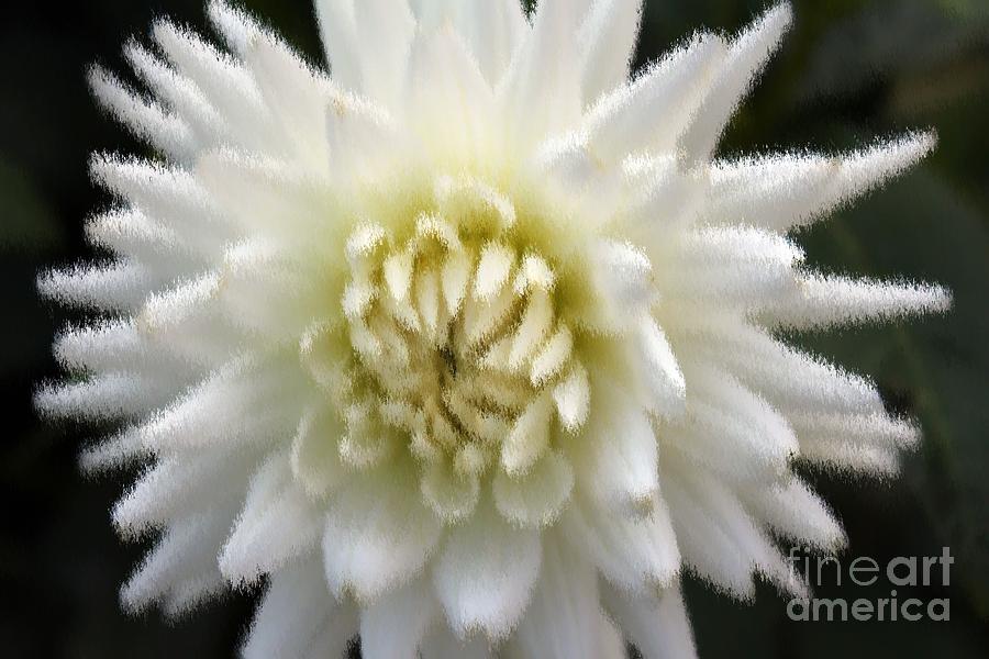  - dahlia-white-liesbeth-roos-teeuwkens