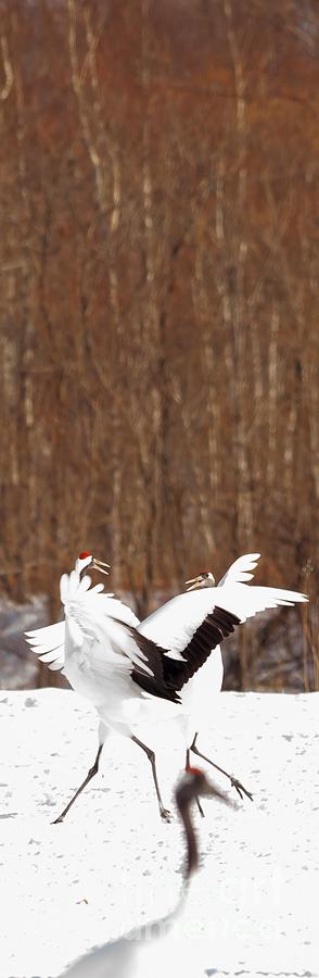 Dance Of The Red Crowned Crane 4 Photograph By Natural Focal Point