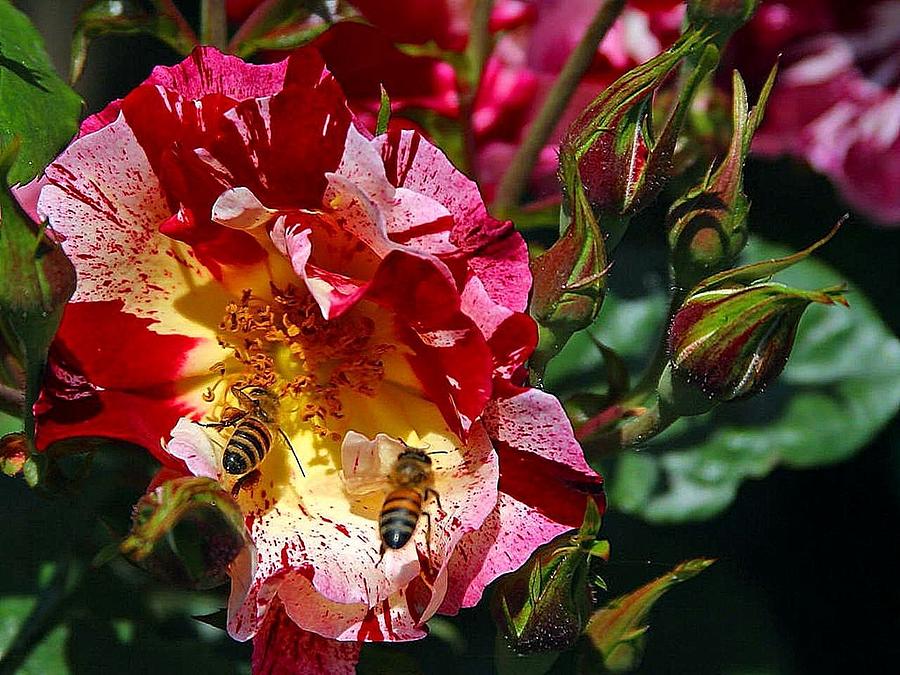  - dancing-bees-and-wild-roses-absinthe-art-by-michelle-scott