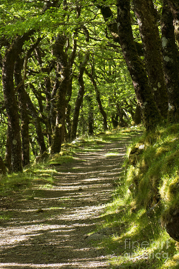 Dappled Sunlight In Oak Woods Photograph by Moira Rowe