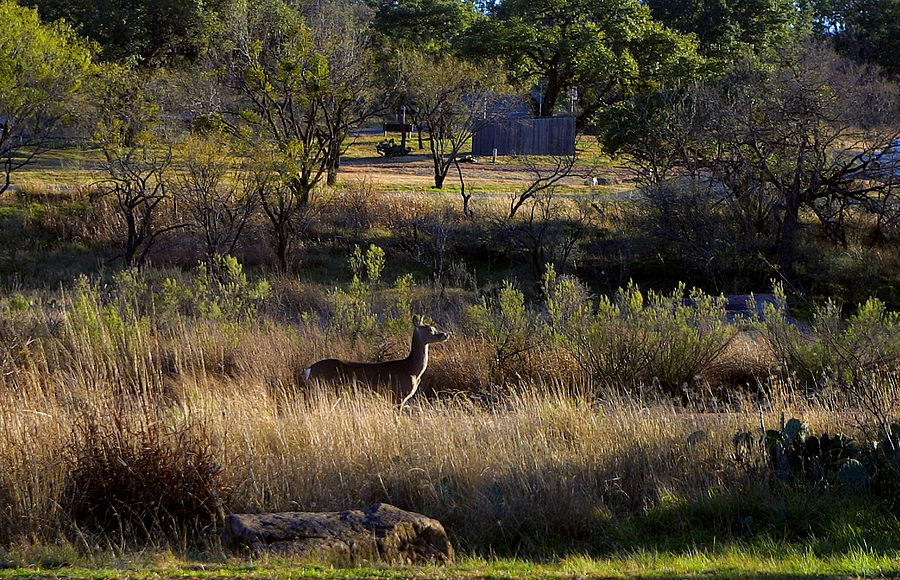 Deer In Texas Country Landscape Photograph