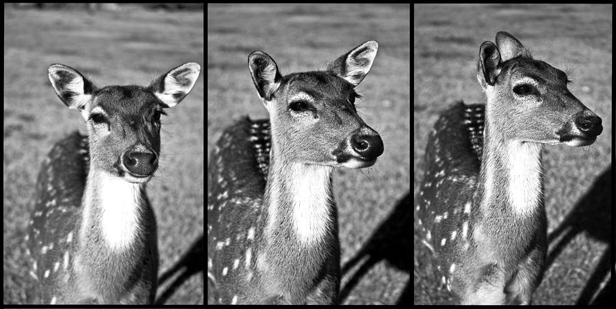  - deer-triptych-frank-kraus