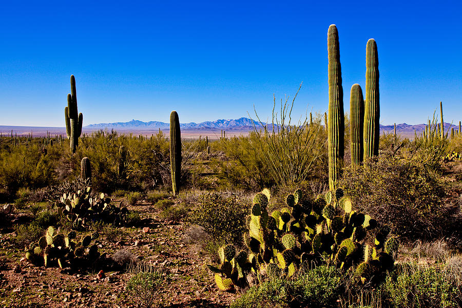 Desert Spring By Chad Dutson