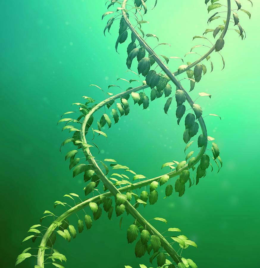 Dna Made From Leaves Photograph By Andrzej Wojcicki Fine Art America