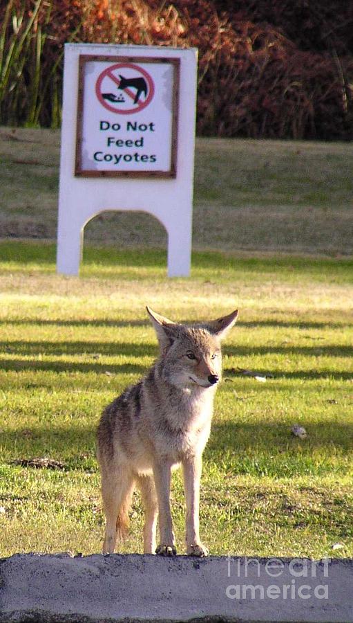 Do Not Feed Coyotes by Christine Stack