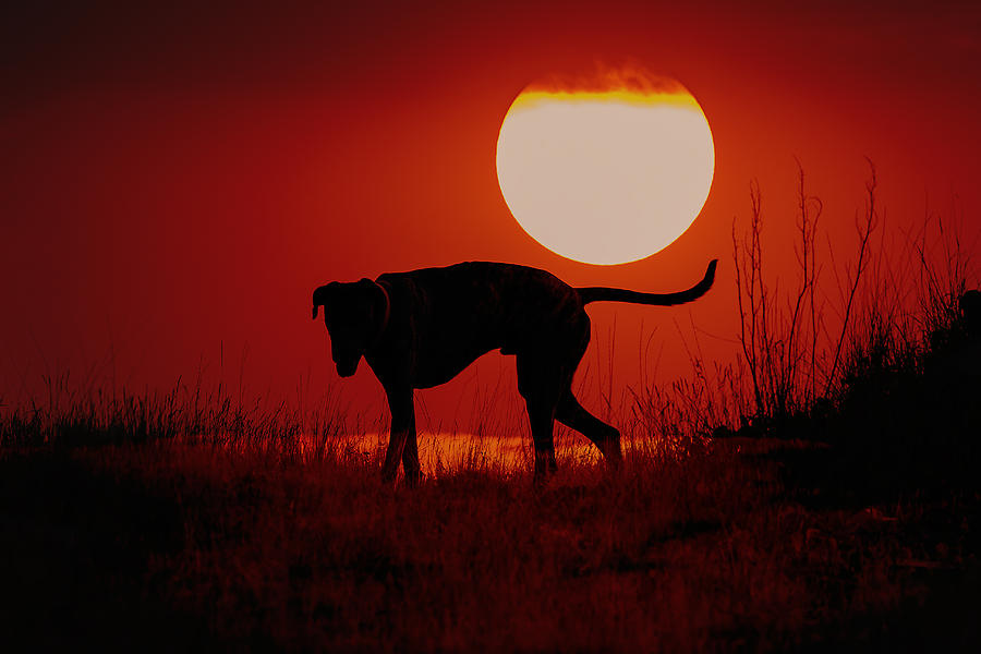 Dog At Sunset Photograph By Jana Thompson