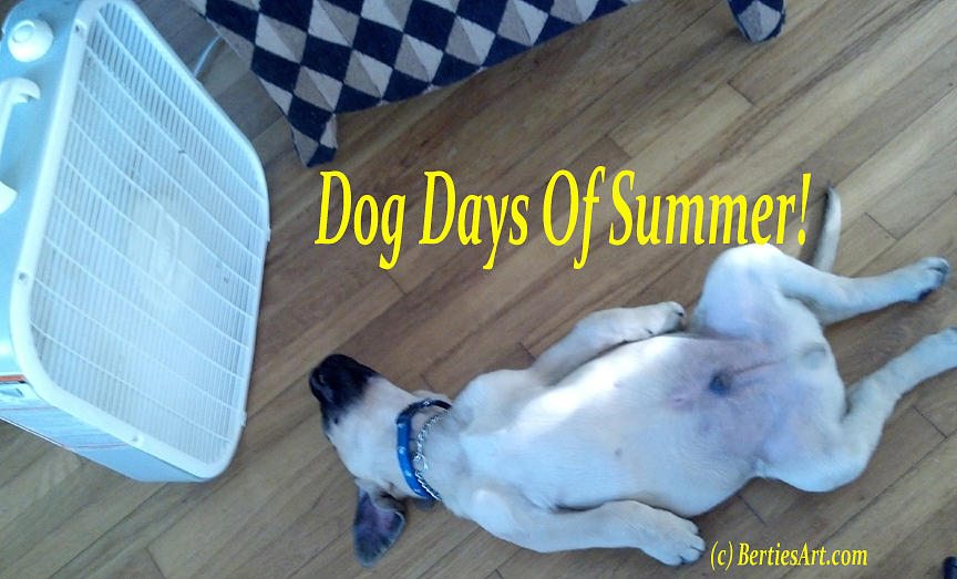  - dog-days-of-summer-bertie-edwards