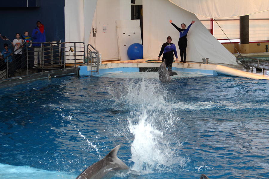 Dolphin Show National Aquarium In Baltimore Md 1212105 Photograph