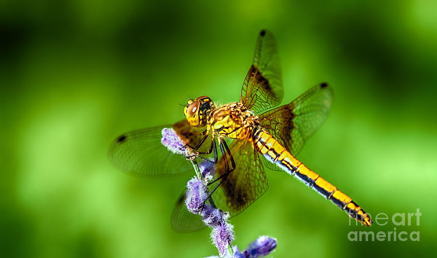 dragonfly summer photograph by scotts scapes dragonfly summer photograph by scotts scapes