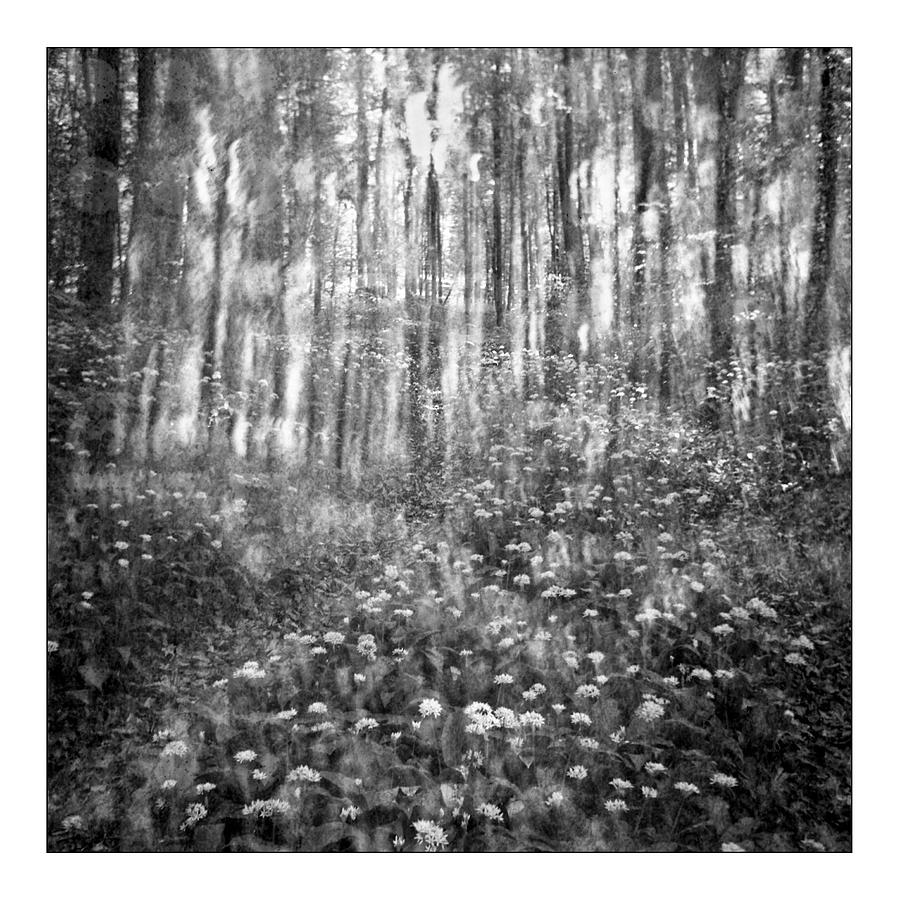  - dream-forest-ferenc-farago-photograph-art