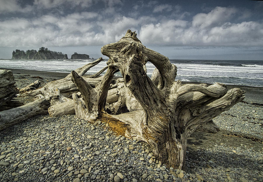 Download this Driftwood Rialto Beach Olympic National Park Photograph picture