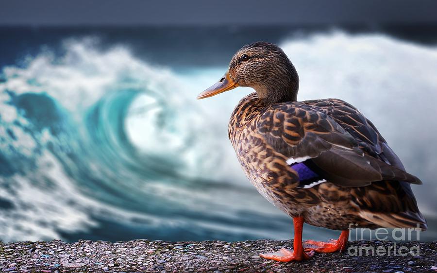 Duck At The Beach Digital Art By Jolanta Meskauskiene Pixels