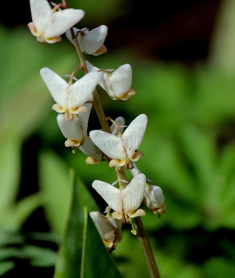 dutchmans breeches wildflower photograph by rosanne jordan dutchmans breeches wildflower photograph by rosanne jordan