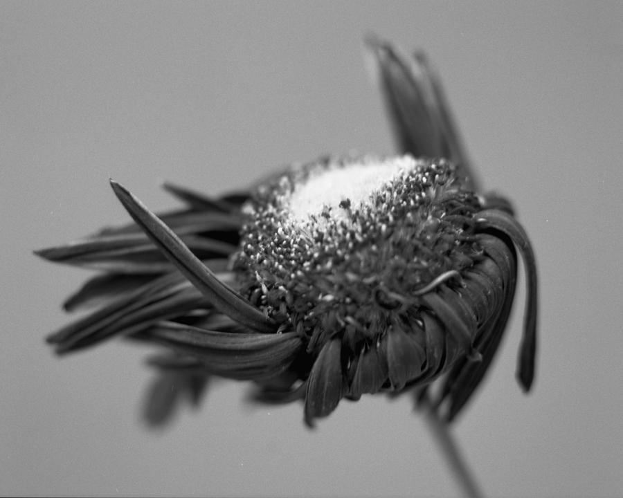 Dying Flower Photograph by Marcio Faustino