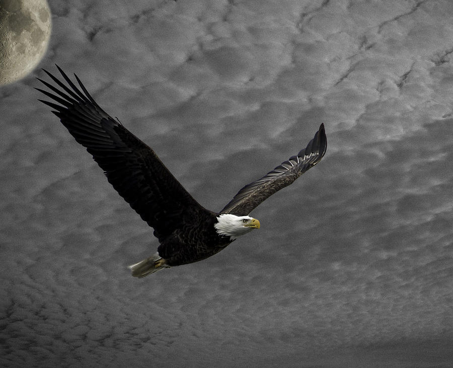 Eagle Soaring High In The Sky Photograph