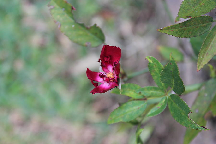  - eaten-tea-rose-mark-perez