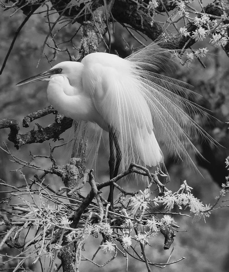  - egret-at-home-in-infrared-robert-chin
