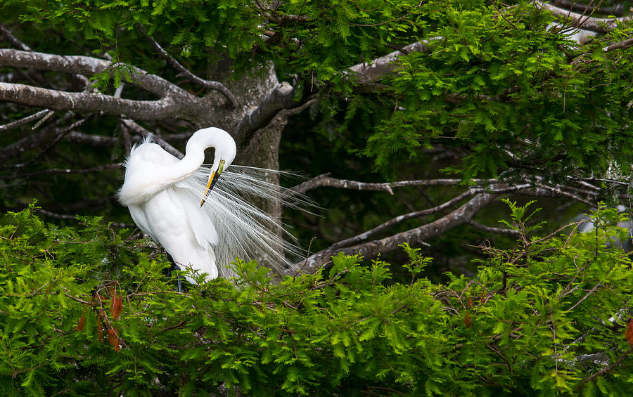 Egret In Full Mating Plumage Photograph By Gabrielle Harrison Pixels