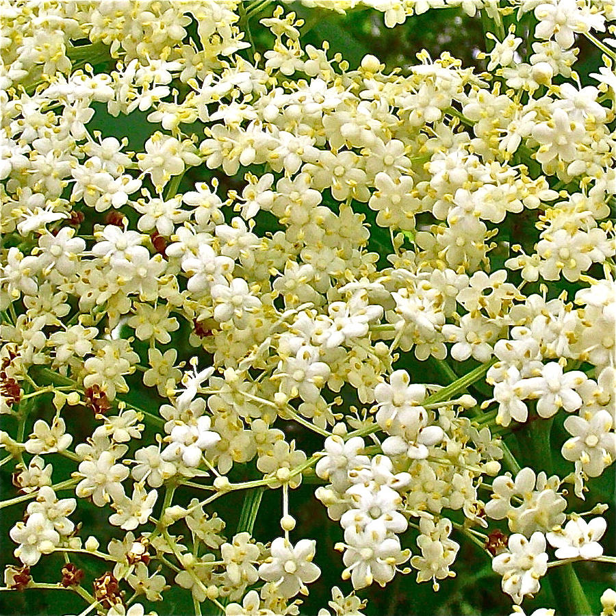 Elderberries Indiana