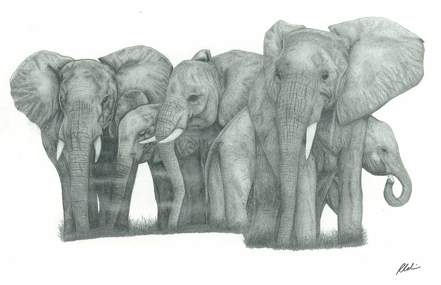 Elephant Family Drawing by Rich Colvin