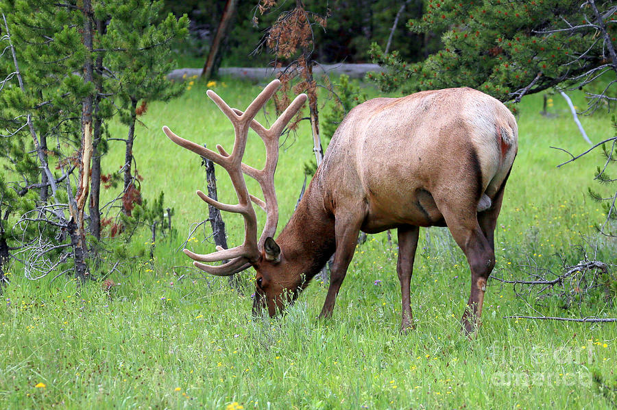 Elk Grazing Photograph By Steve Kelley