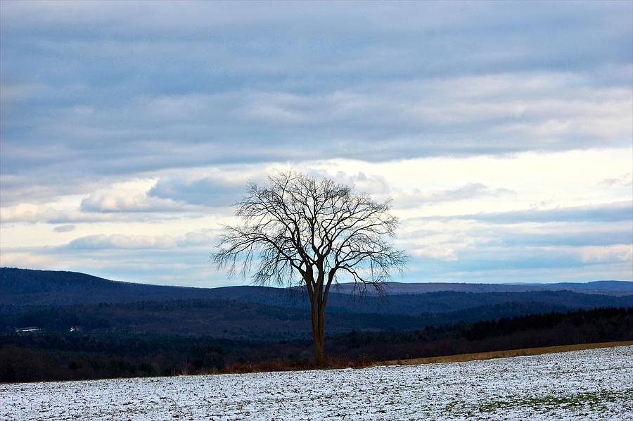  - elm-tree-blues-maggie-martin