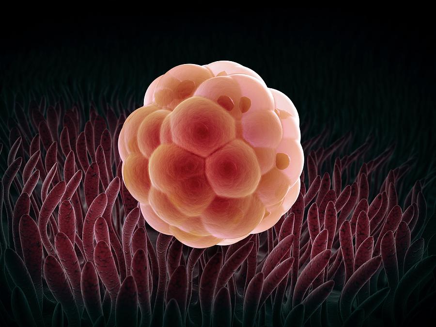 Embryo By Andrzej Wojcicki Science Photo Library