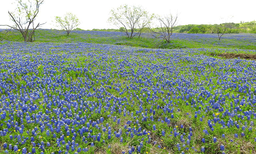  - ennis-bluebonnets-13-8-mike-witte