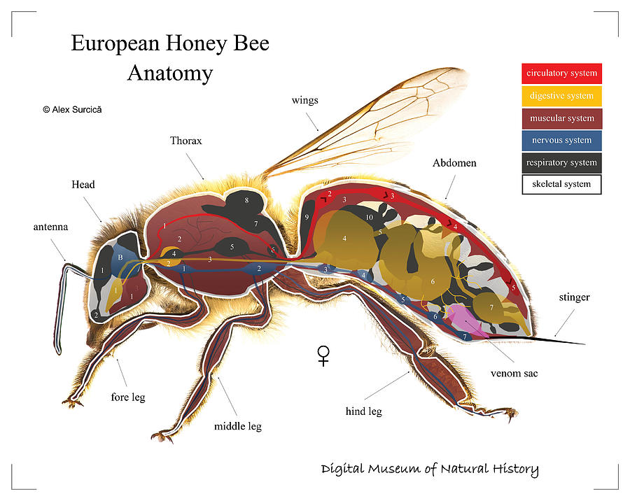 European Honey Bee Anatomy Digital Art By Alex Surcica