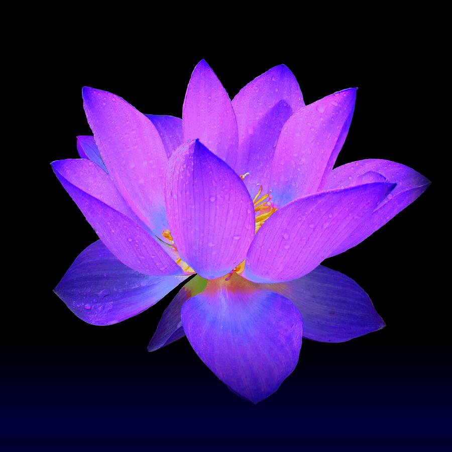 Evening Purple Lotus Painting by David Dehner