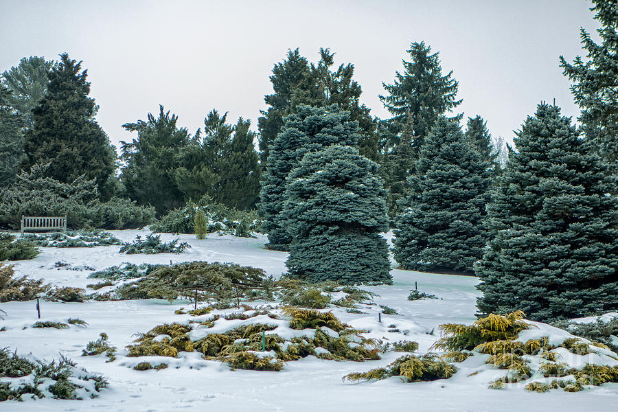 Evergreen Park In University Of Wisconsin Photograph by Natural Focal